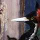 Image for article titled Last Remaining Ivory-Billed Woodpecker Really Squandering Species’ Final Weeks